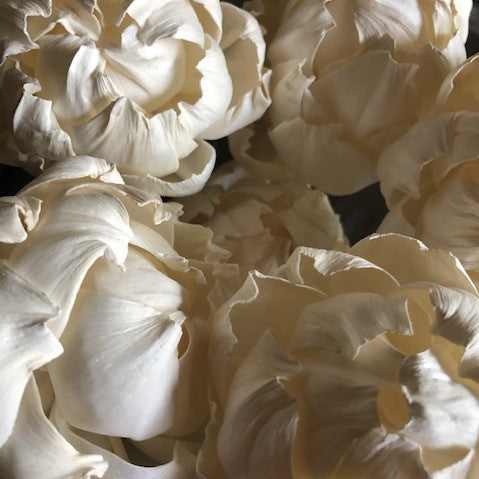 Peony Sola Wood Flowers